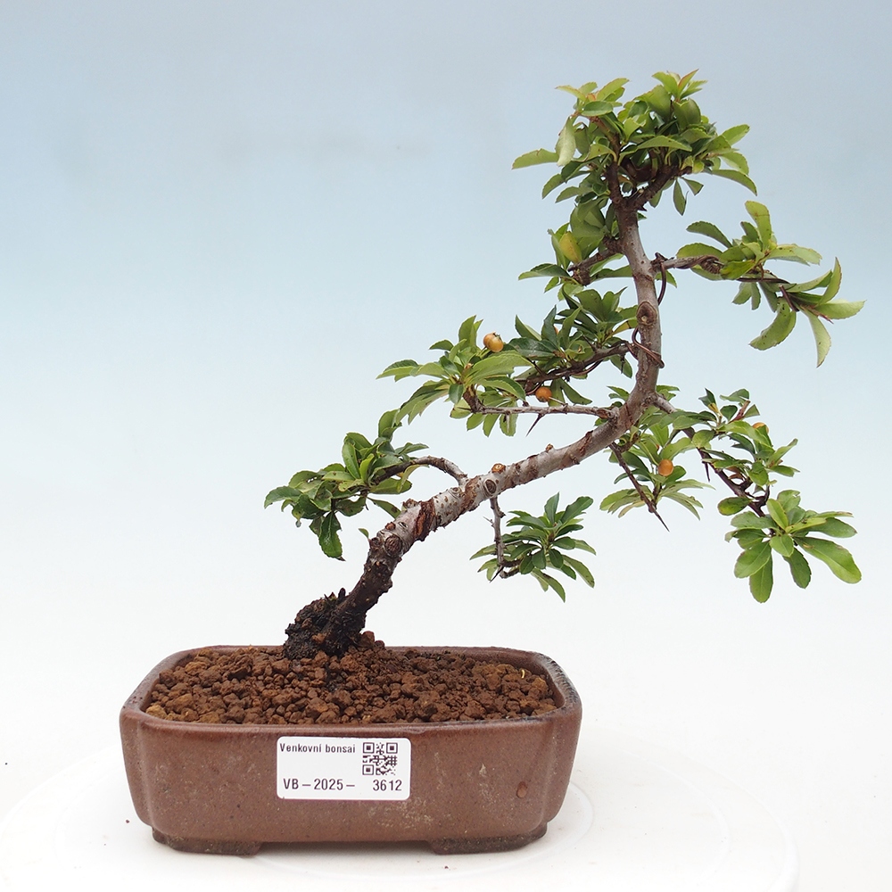 Venkovní bonsai-Pyracanta Teton -Hlohyně
