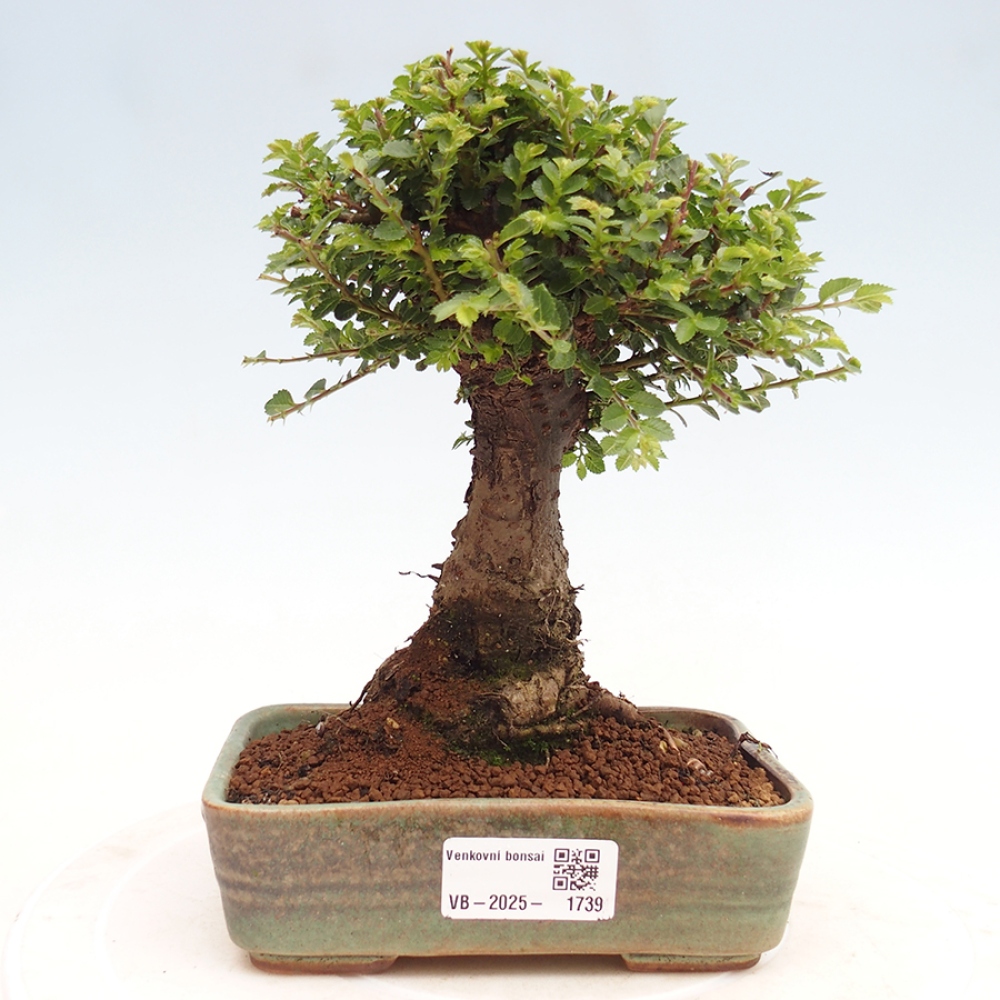 Venkovní bonsai - Ulmus parvifolia Hokkaido - jilm Činski