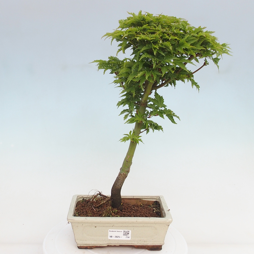Venkovní bonsai -Javor dlanitolistý Acer palmatum Shishigashira