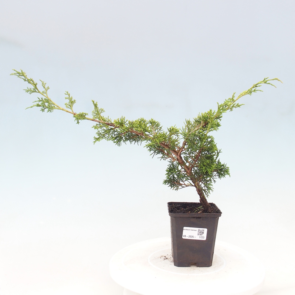 Venkovní bonsai - Juniperus chinensis Itoigawa -Jalovec čínský