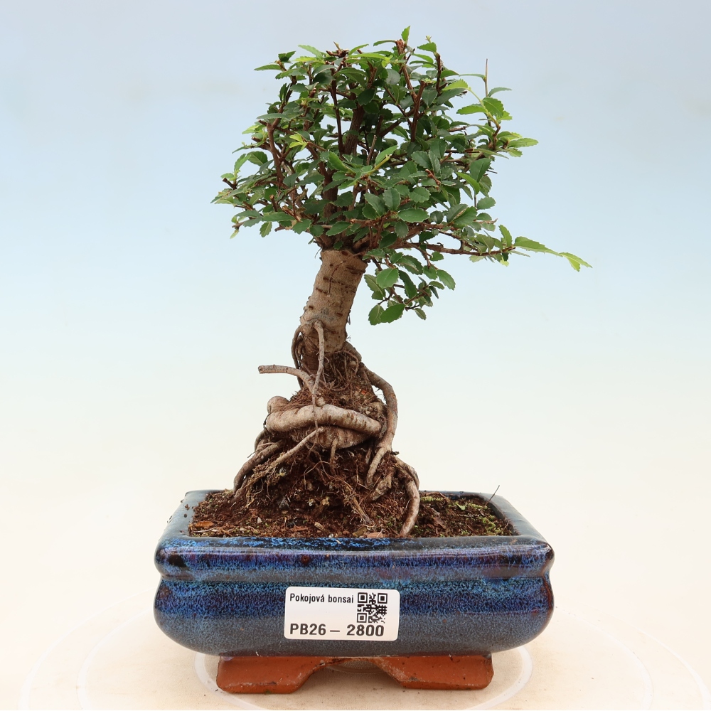 Pokojová bonsai - Ulmus parvifolia - Malolistý jilm