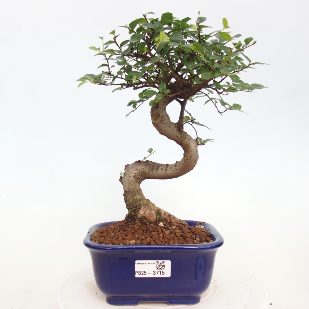 Pokojová bonsai - Ulmus parvifolia - Malolistý jilm
