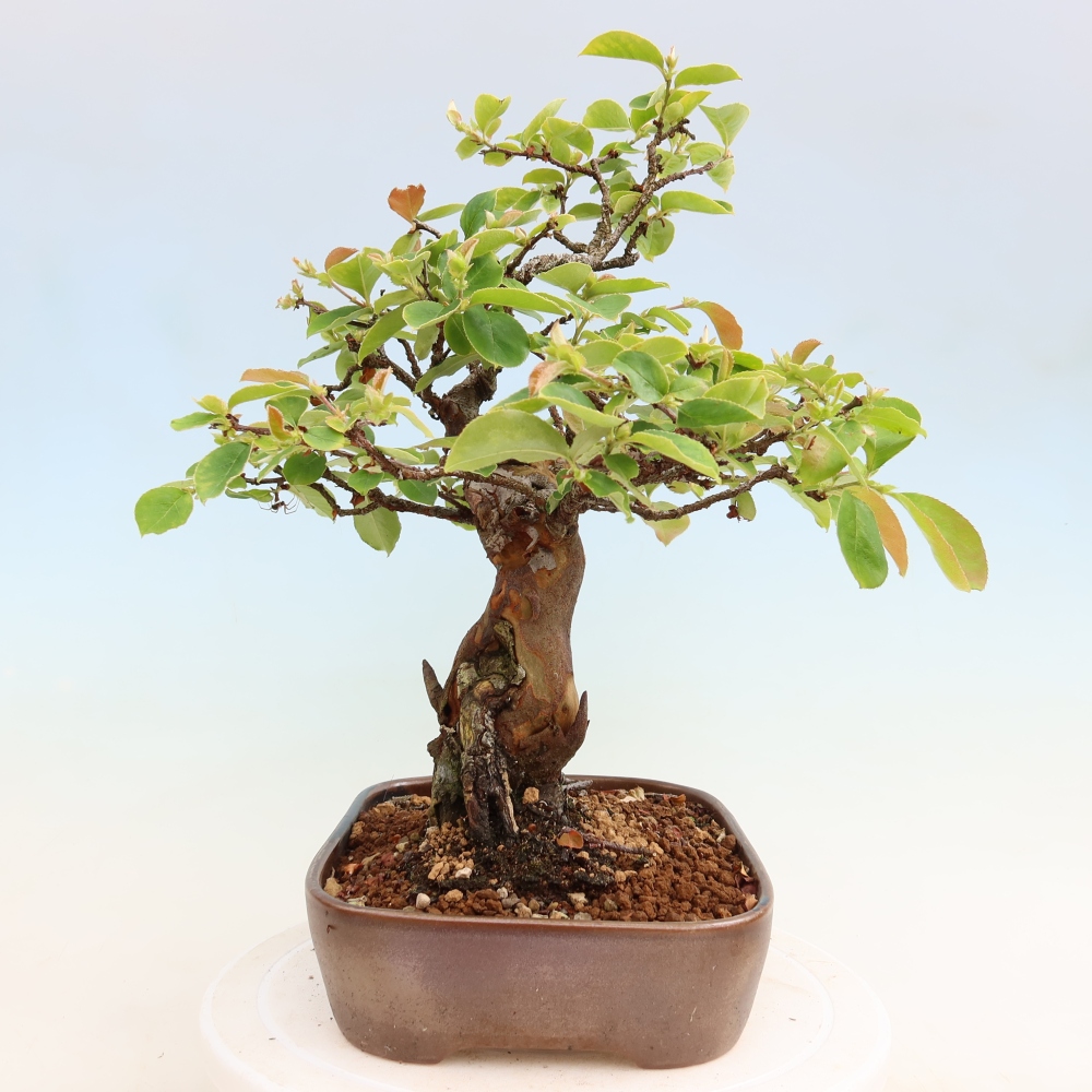 Venkovní  bonsai -  Pseudocydonia sinensis - Kdouloň čínská