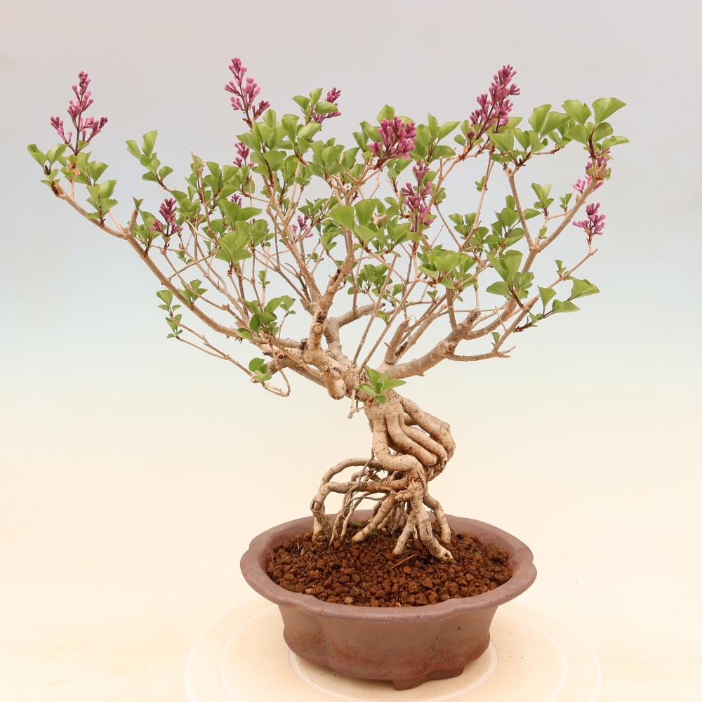 Venkovní  bonsai -  Syringa microphylla - malokvětý šeřík