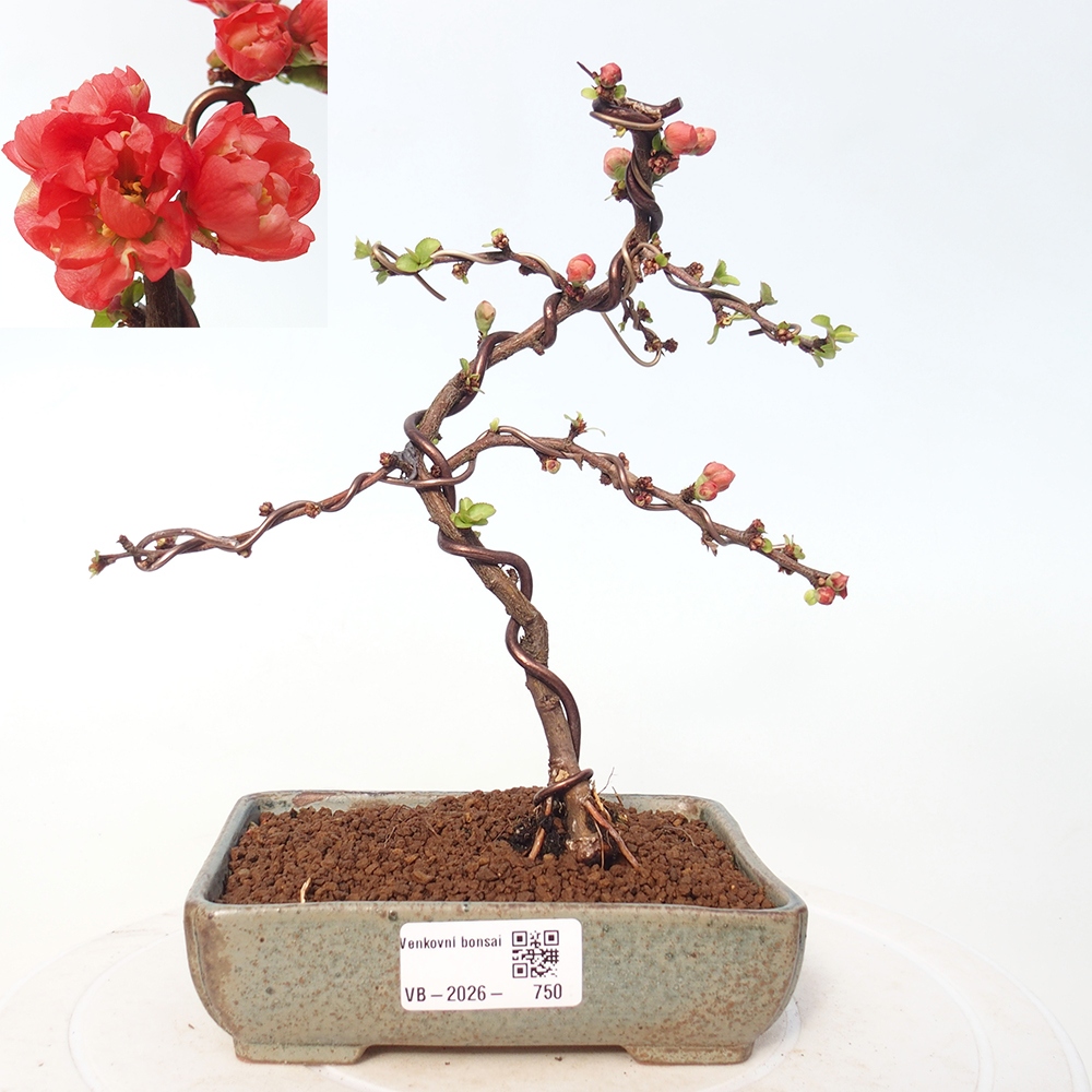 Venkovní bonsai - Chaneomeles s. Red Joy - Kdoulovec 