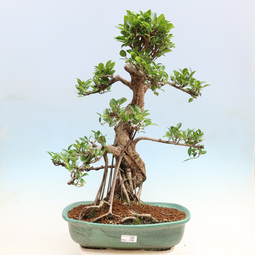 Pokojová bonsai - Ficus kimmen -  malolistý fíkus