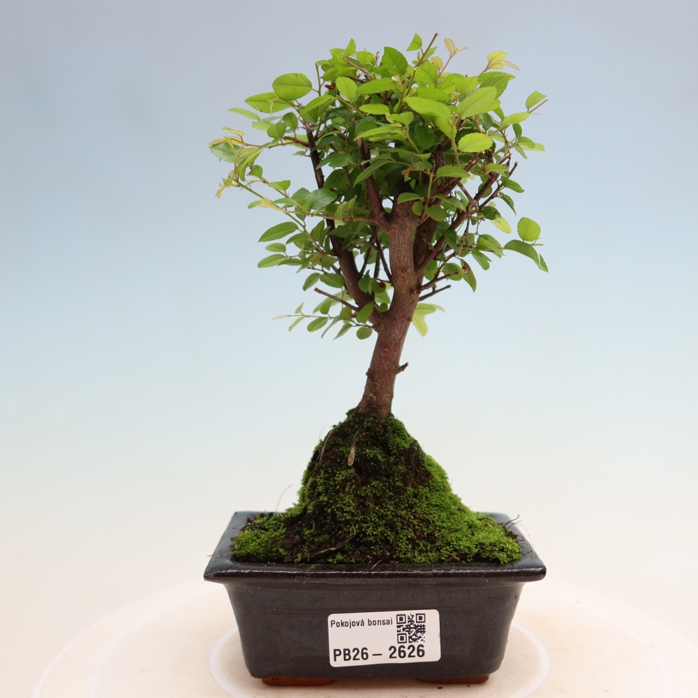 Pokojová bonsai - Sagerécie thea - Sagerécie thea