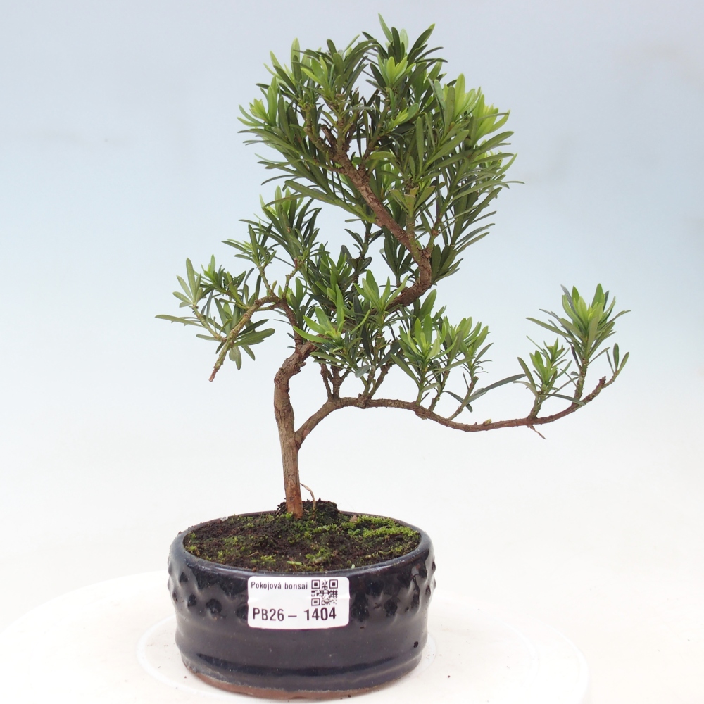 Pokojová bonsai - Podocarpus - Kamenný tis