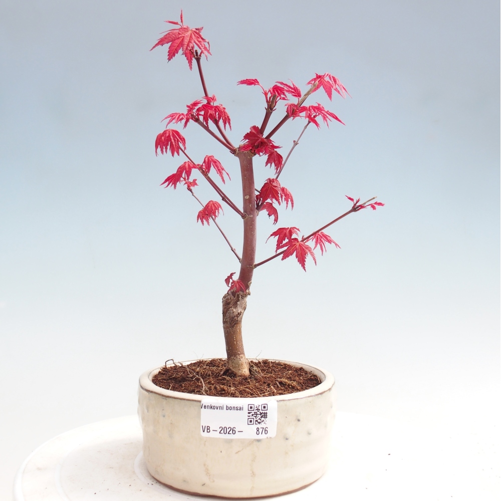 Venkovní bonsai - Javor dlanitolistý - Acer palmatum DESHOJO