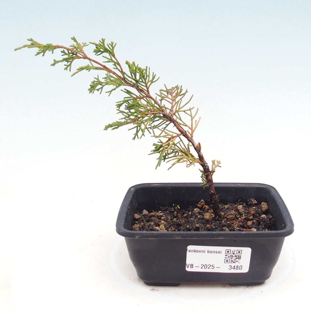 Venkovní bonsai - Juniperus chinensis Itoigawa -Jalovec čínský