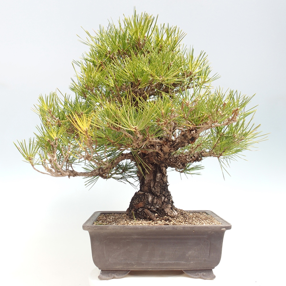 Venkovní bonsai - Pinus thunbergii - Borovice thunbergova