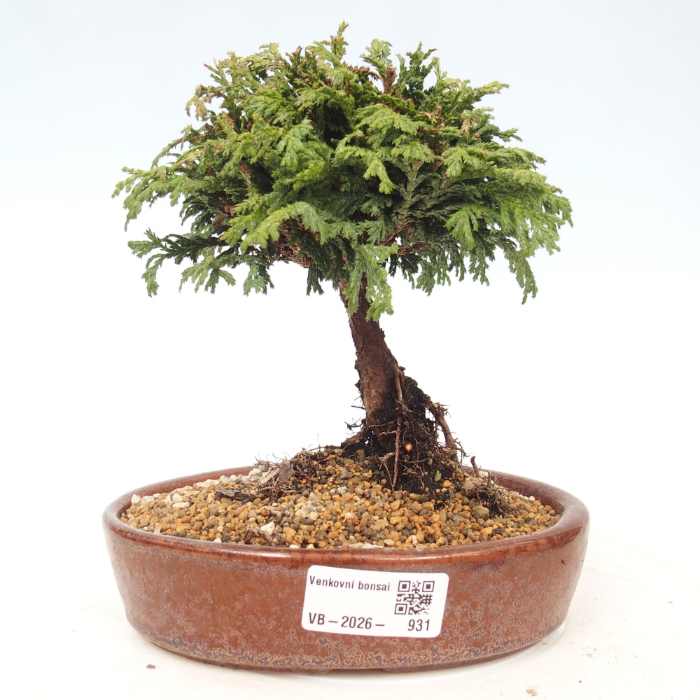Venkovní bonsai - Cham.pis Parslori - Cypřišek