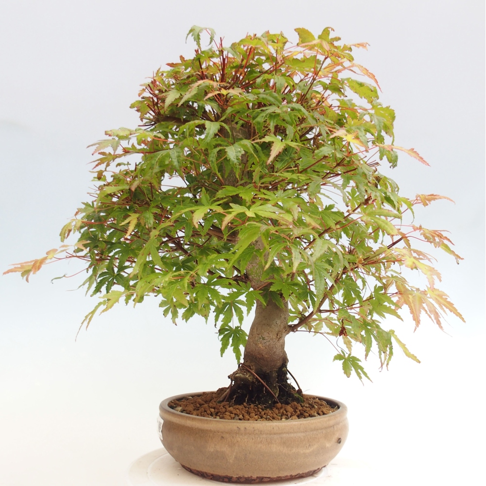 Venkovní bonsai - Javor dlanitolistý - Acer palmatum