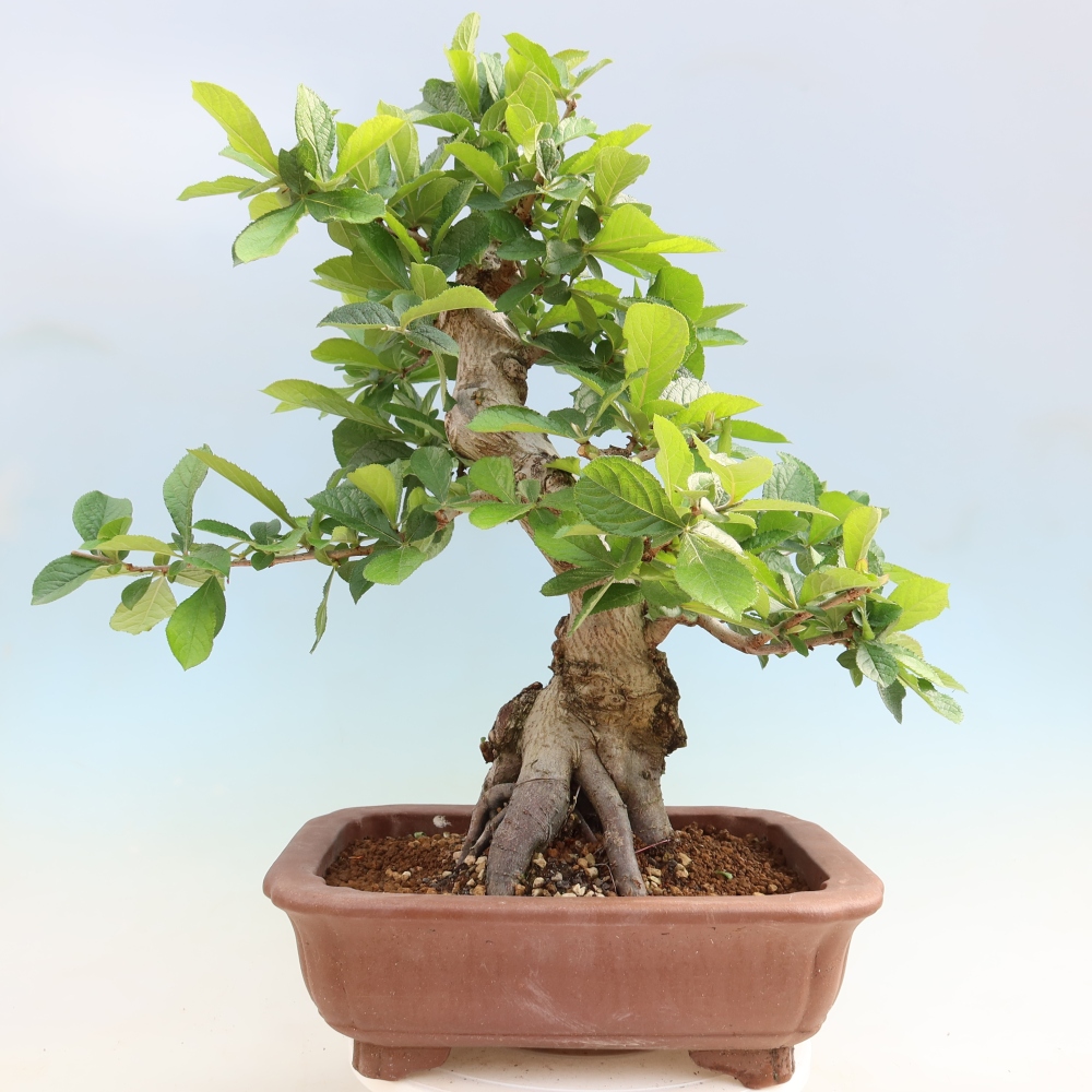 Venkovní bonsai - Blýskalka chlupatá - Photinia villosa