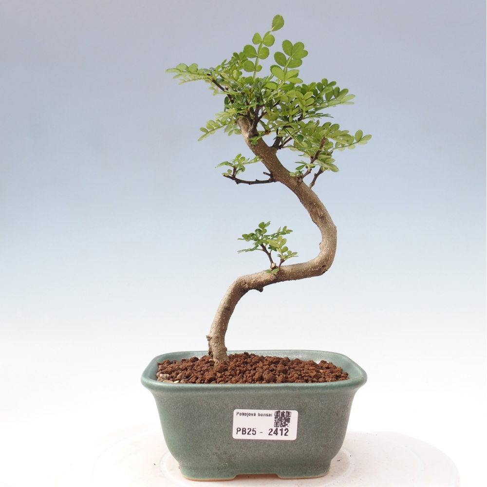 Pokojová bonsai - Zantoxylum piperitum - pepřovník
