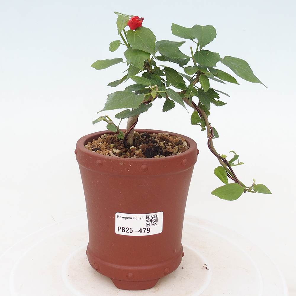 Pokojová bonsai - Malvaviscus arboreus - ibiškovec dřevnatý