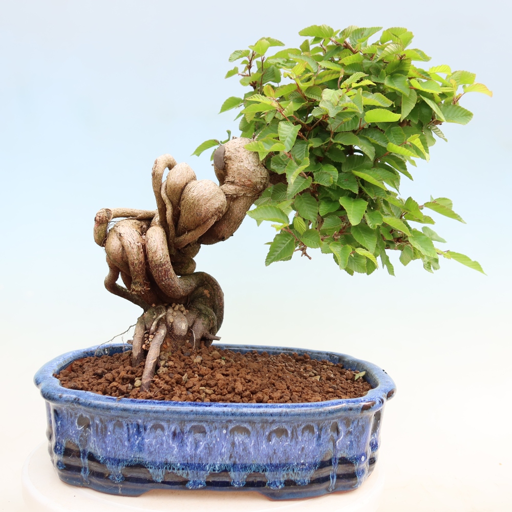 Venkovní bonsai -Carpinus Coreana - Habr korejský