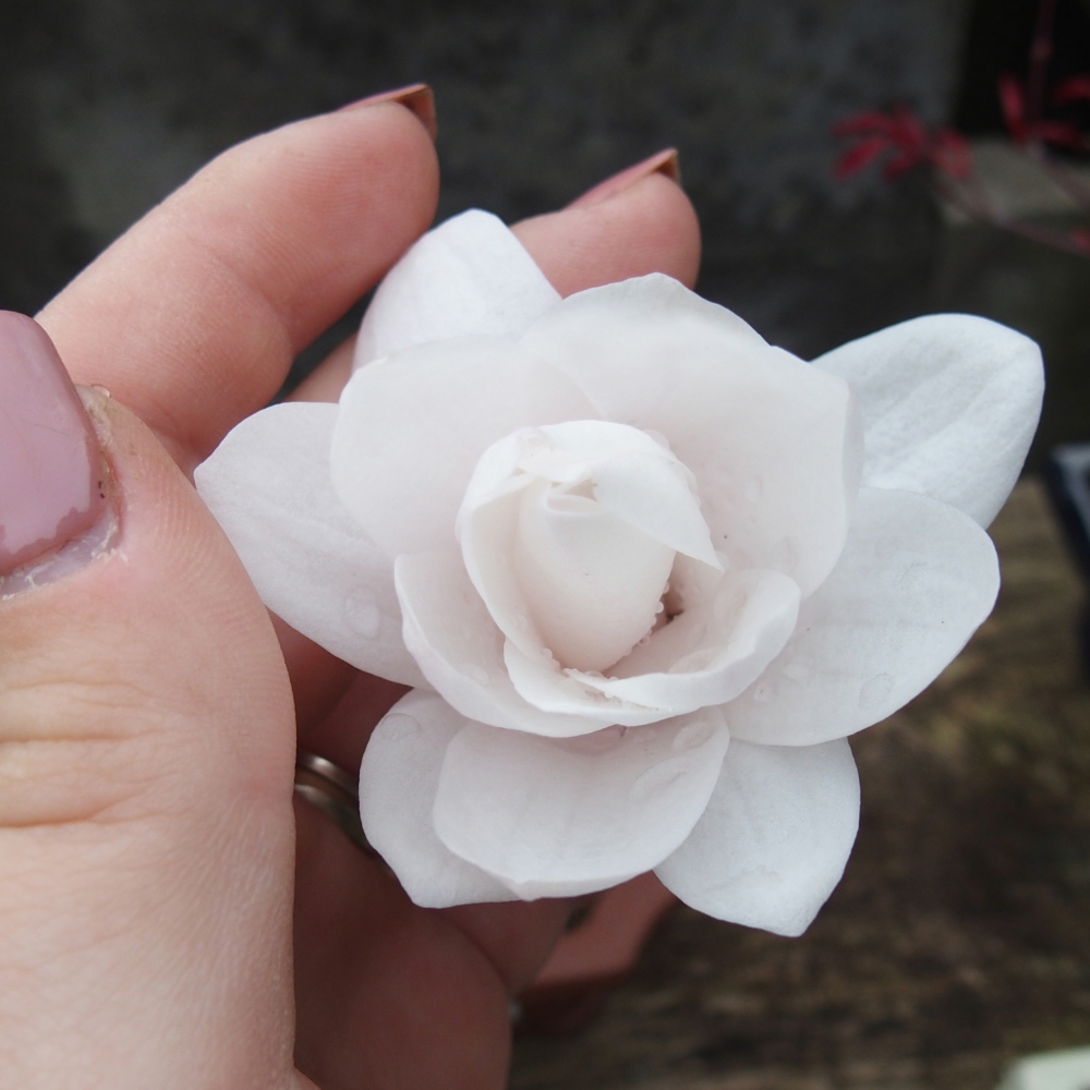 Venkovní bonsai - Magnolia stellata  -  Šácholán hvězdokvětý