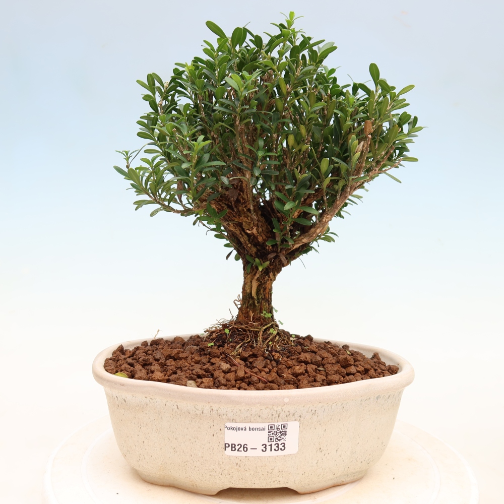 Pokojová bonsai - Buxus harlandii -korkový buxus