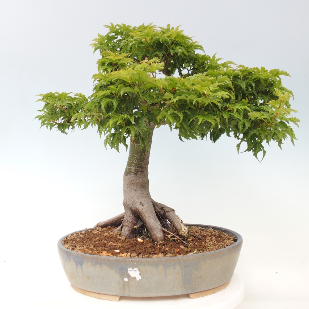Venkovní bonsai -Javor dlanitolistý Acer palmatum Shishigashira