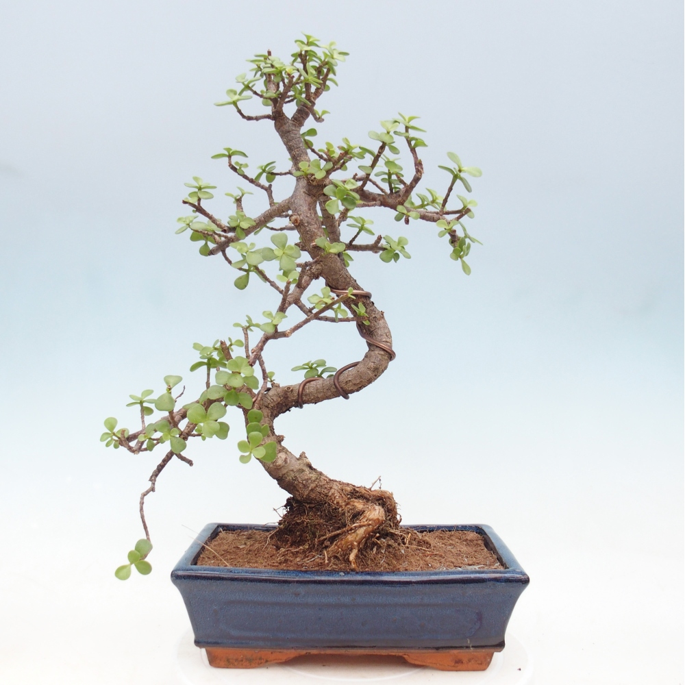 Pokojová bonsai - Portulakaria Afra - Tlustice