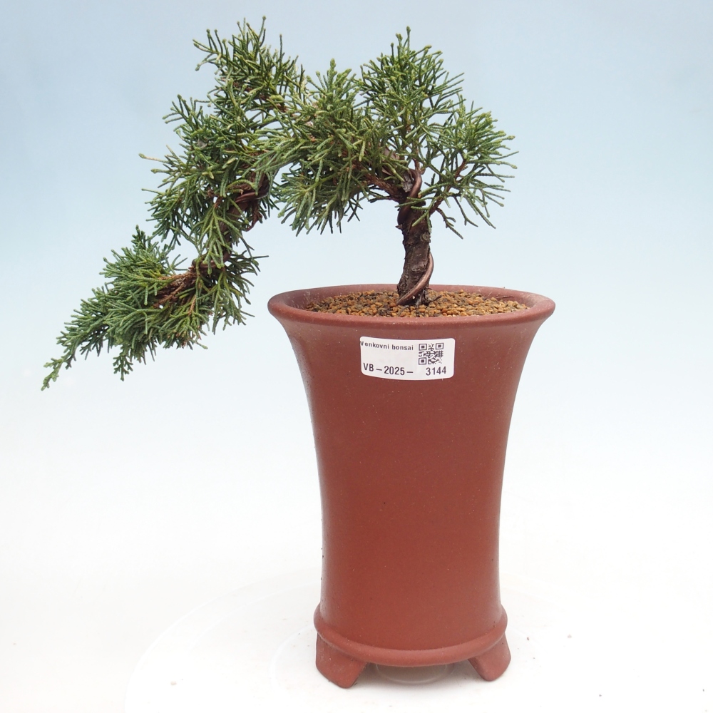 Venkovní bonsai - Juniperus chinensis Kishu -Jalovec čínský