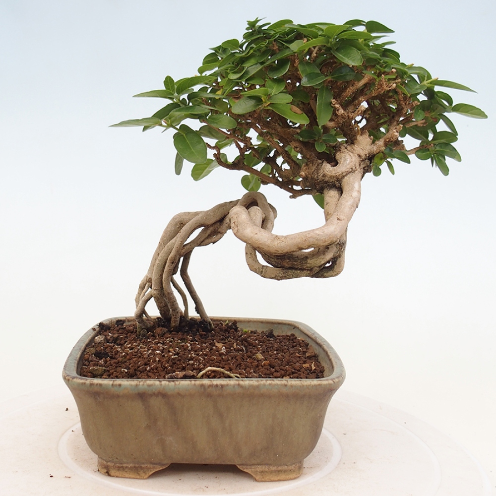 Pokojová bonsai - Premna serratifolia  - Kozlovoň malolistá