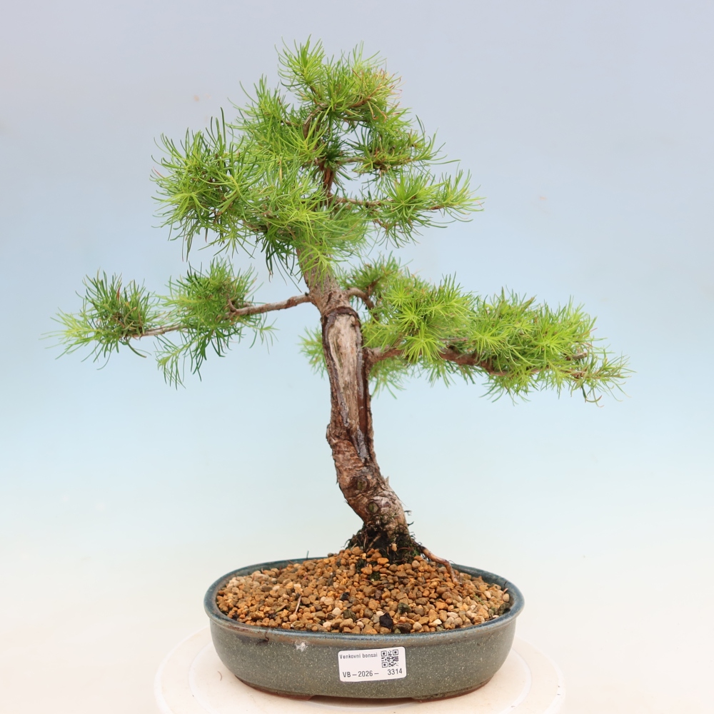 Venkovní bonsai -Larix decidua - Modřín opadavý 