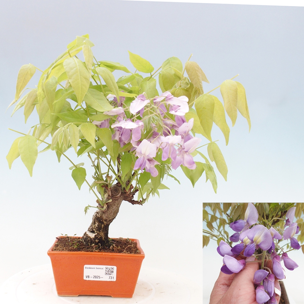 Venkovní bonsai - Vistarie květnatá - Wisteria floribunda