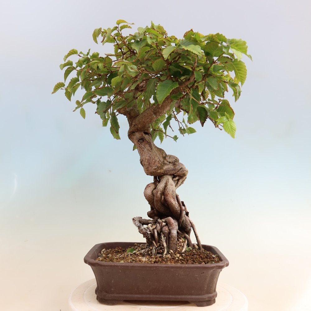 Venkovní bonsai -Carpinus CARPINOIDES - Habr korejský