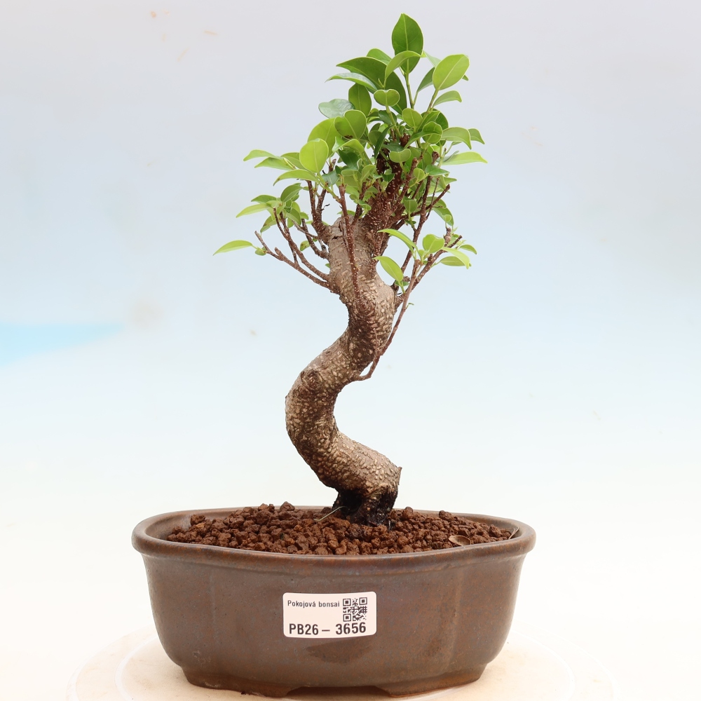 Pokojová bonsai - Ficus kimmen -  malolistý fíkus
