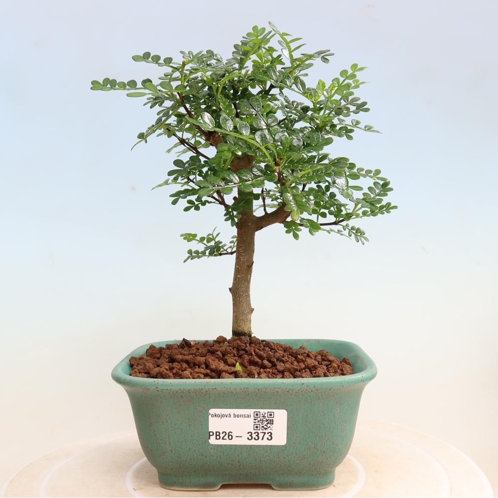 Pokojová bonsai - Zantoxylum piperitum - Pepřovník