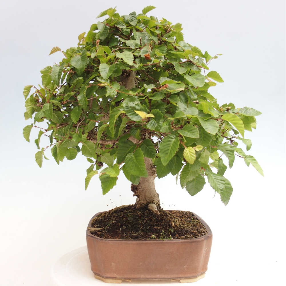 Venkovní bonsai -Carpinus CARPINOIDES - Habr korejský
