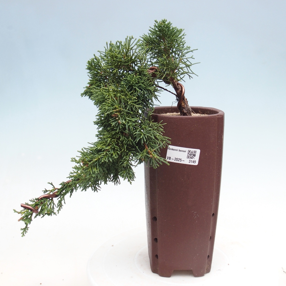 Venkovní bonsai - Juniperus chinensis Kishu -Jalovec čínský