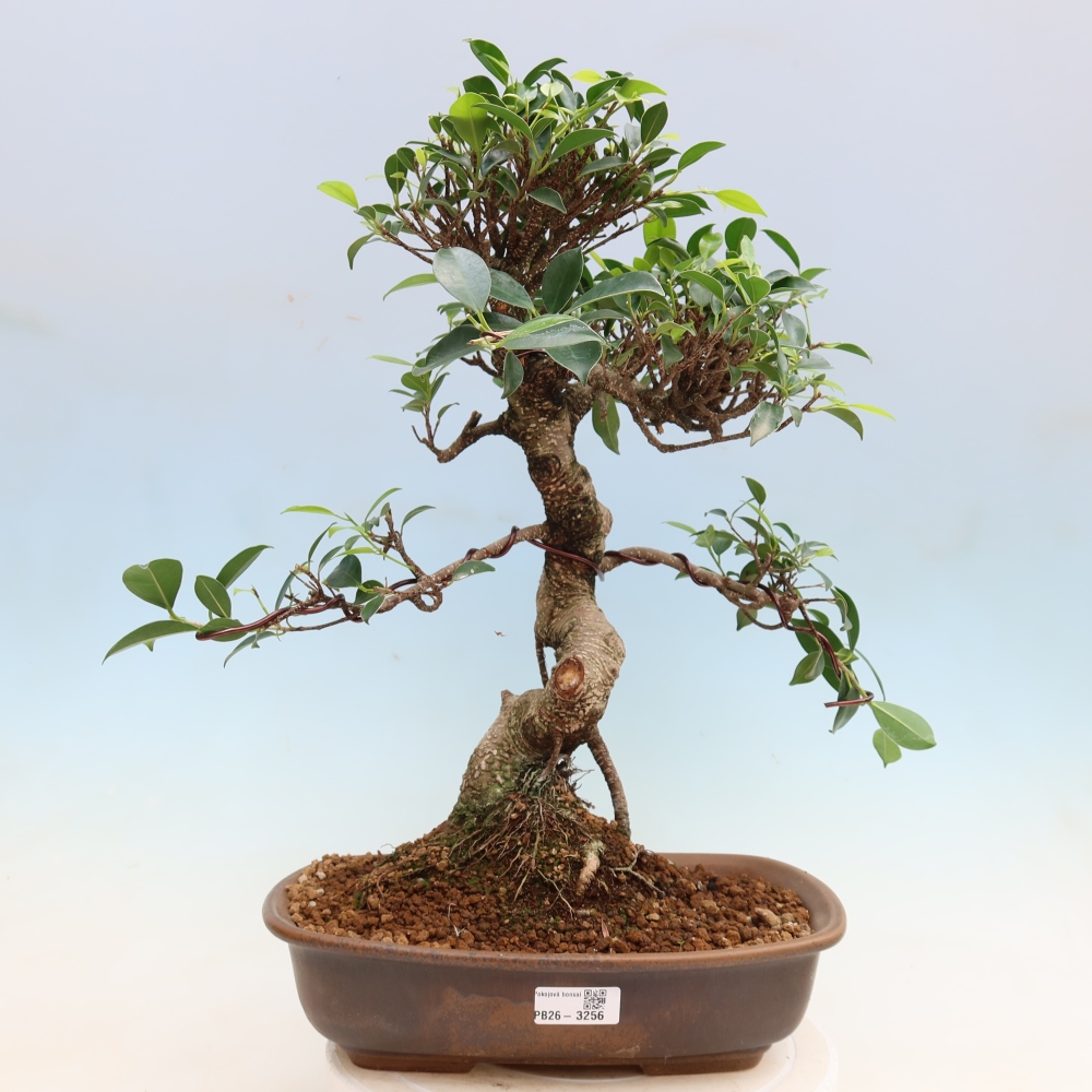 Pokojová bonsai - Ficus kimmen -  malolistý fíkus