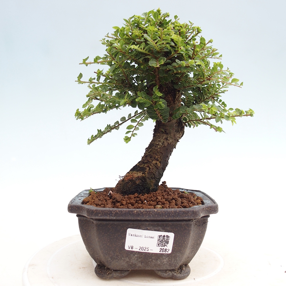 Venkovní bonsai - Ulmus parvifolia Hokkaido - jilm Čínský