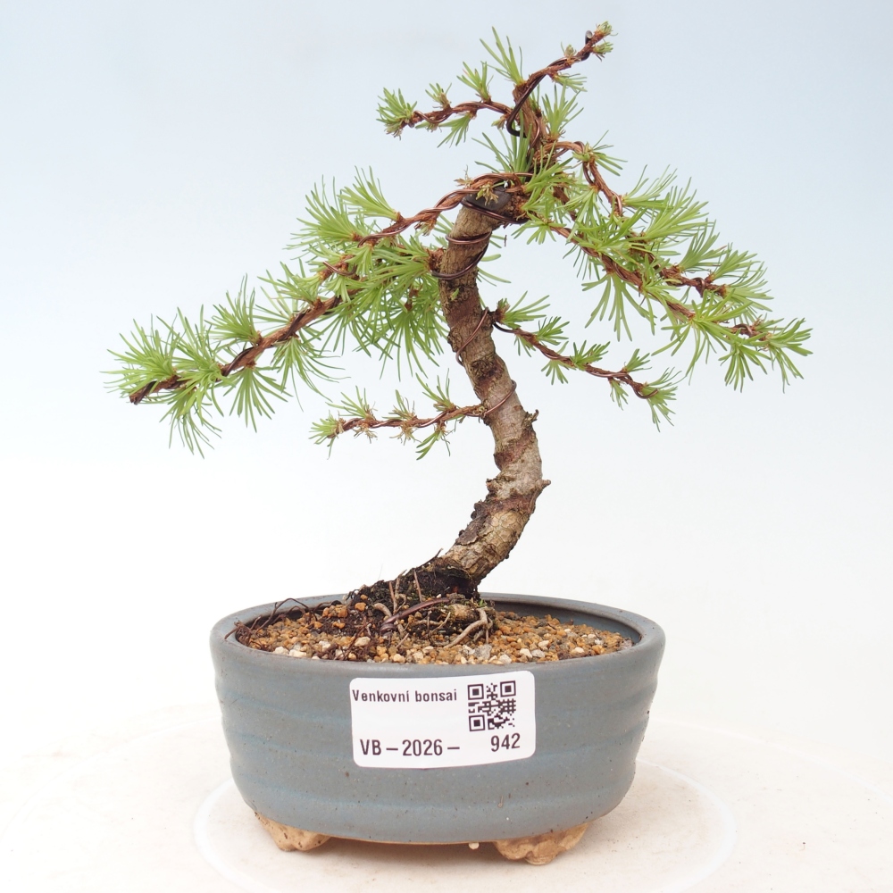 Venkovní bonsai - Larix Kaempferi - Modřín japonský