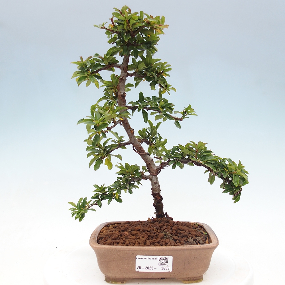 Venkovní bonsai-Pyracanta Teton -Hlohyně