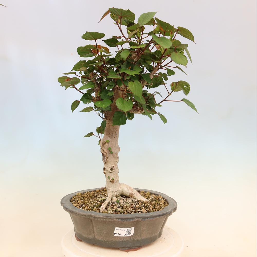 Pokojová bonsai - Hibiscus tiliaceus - Ibišek lípovitý, morský