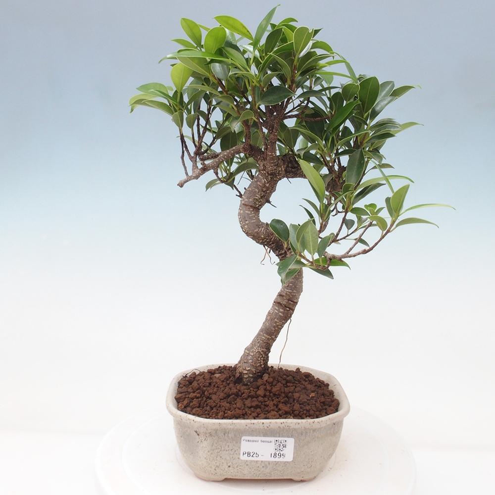 Pokojová bonsai - Ficus retusa -  malolistý fíkus