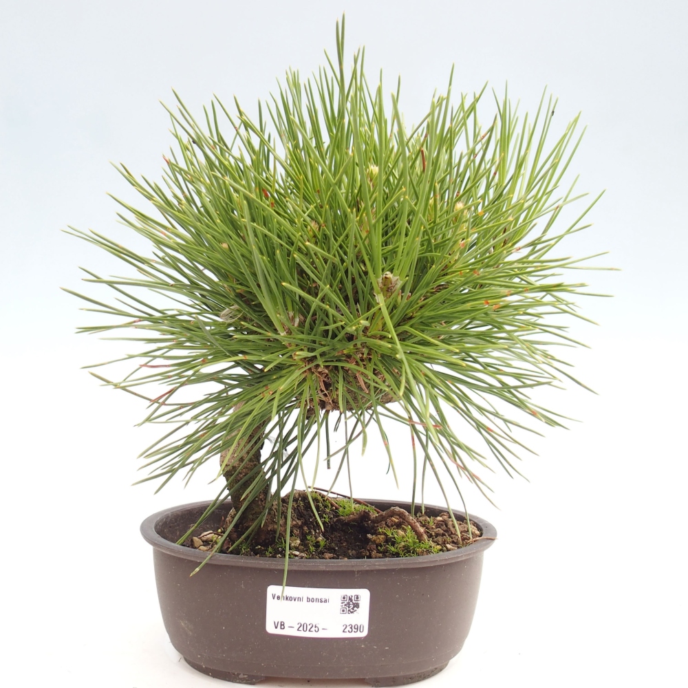Venkovní bonsai - Pinus thunbergii - Borovice thunbergova