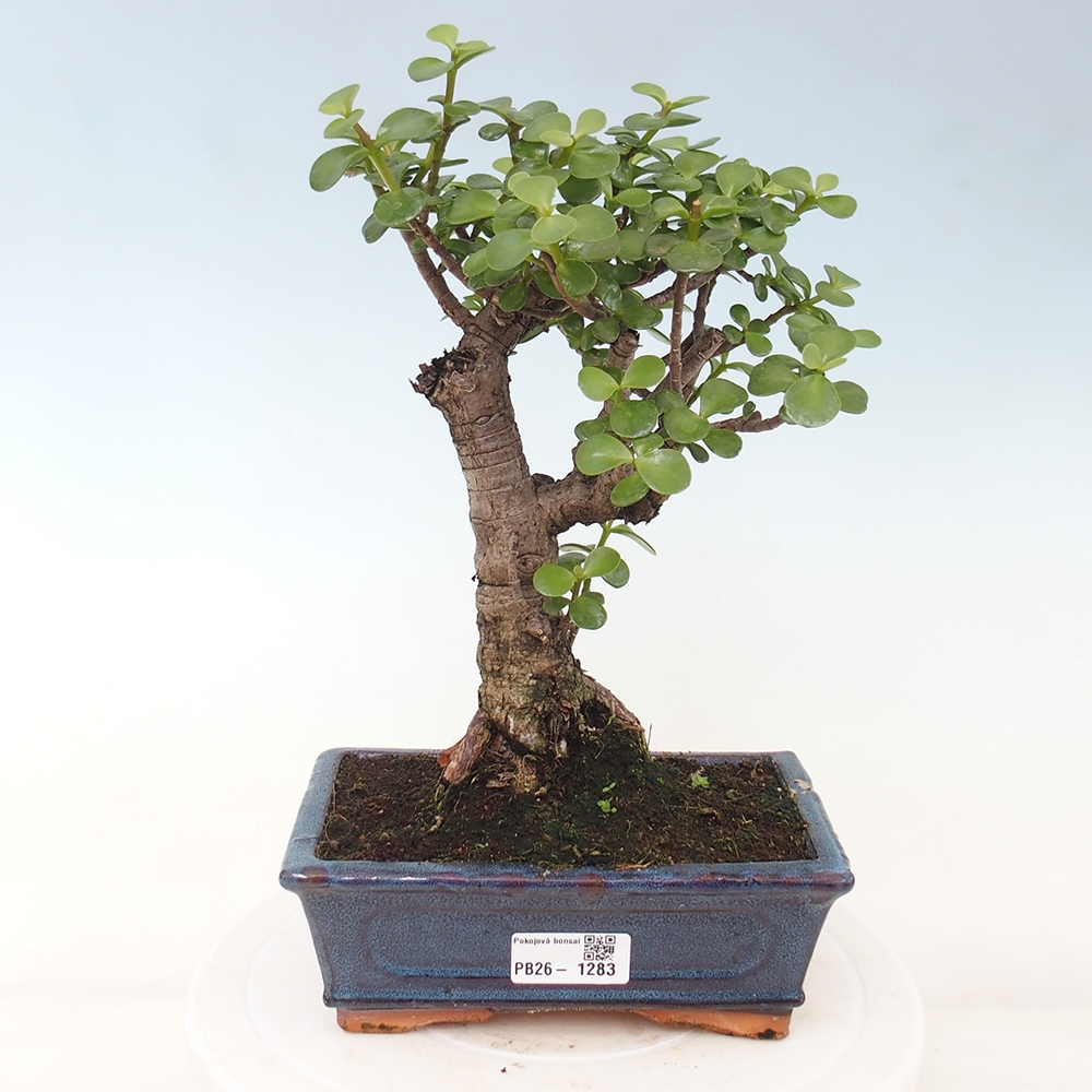 Pokojová bonsai - Portulakaria Afra - Tlustice