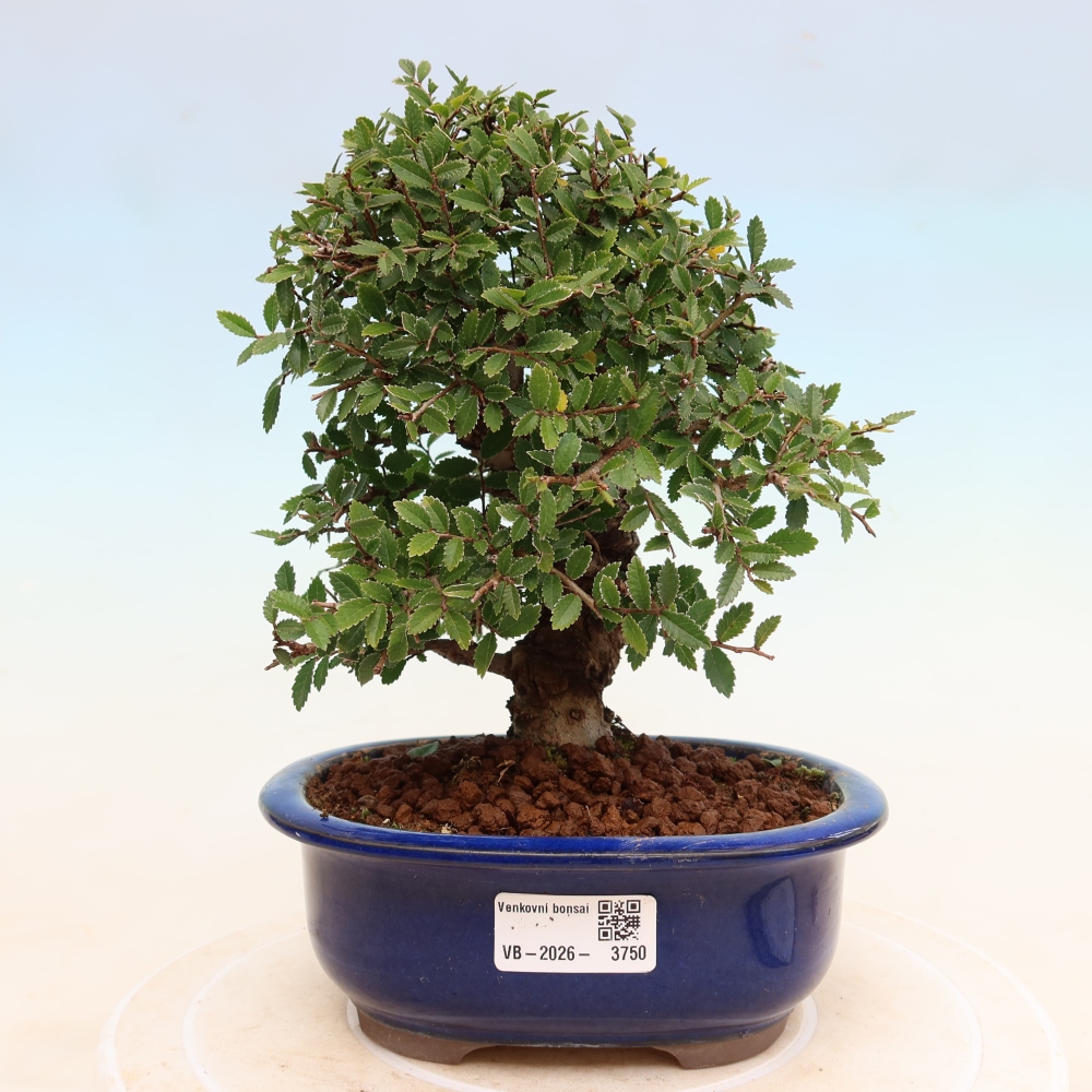 Venkovní bonsai - Zelkova - Zelkova NIRE