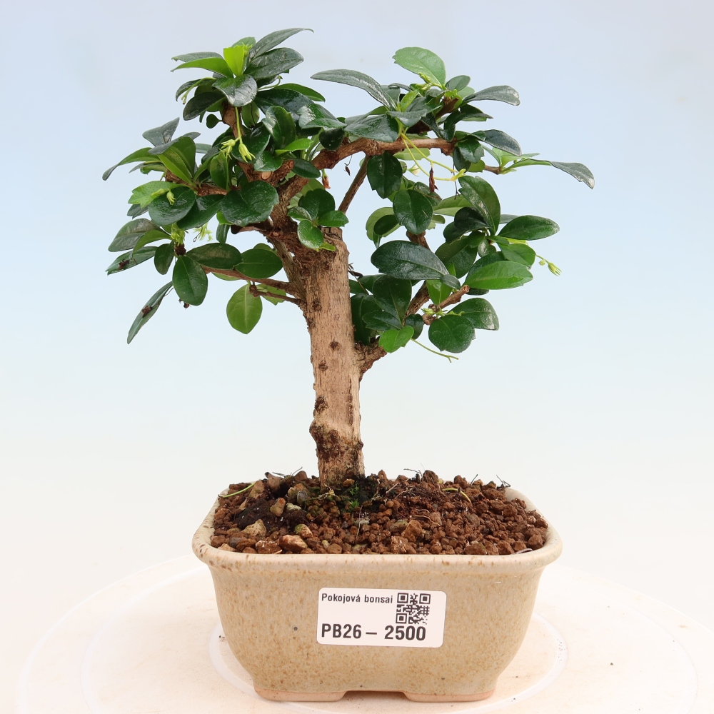 Pokojová bonsai - Carmona macrophylla - Čaj fuki