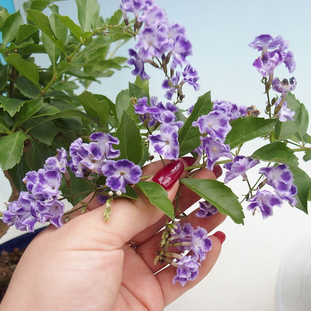 Pokojová bonsai - Duranta erecta Aurea