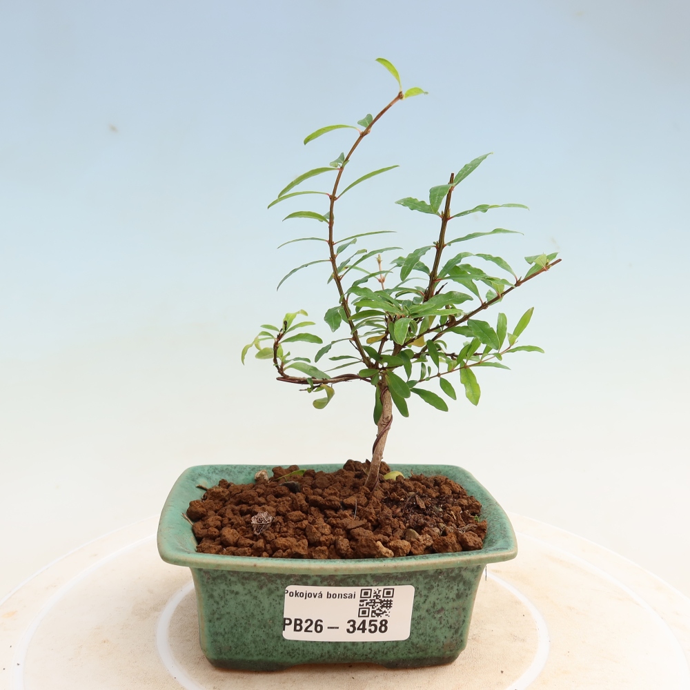 Pokojová bonsai-PUNICA granatum nana-Granátové jablko