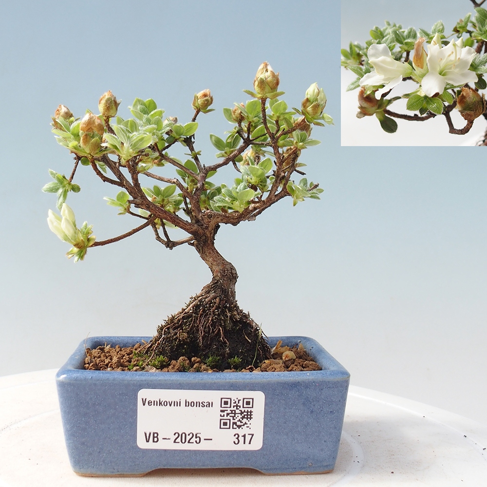 Venkovní bonsai - Rhododendron indicum - Japonská azalka
