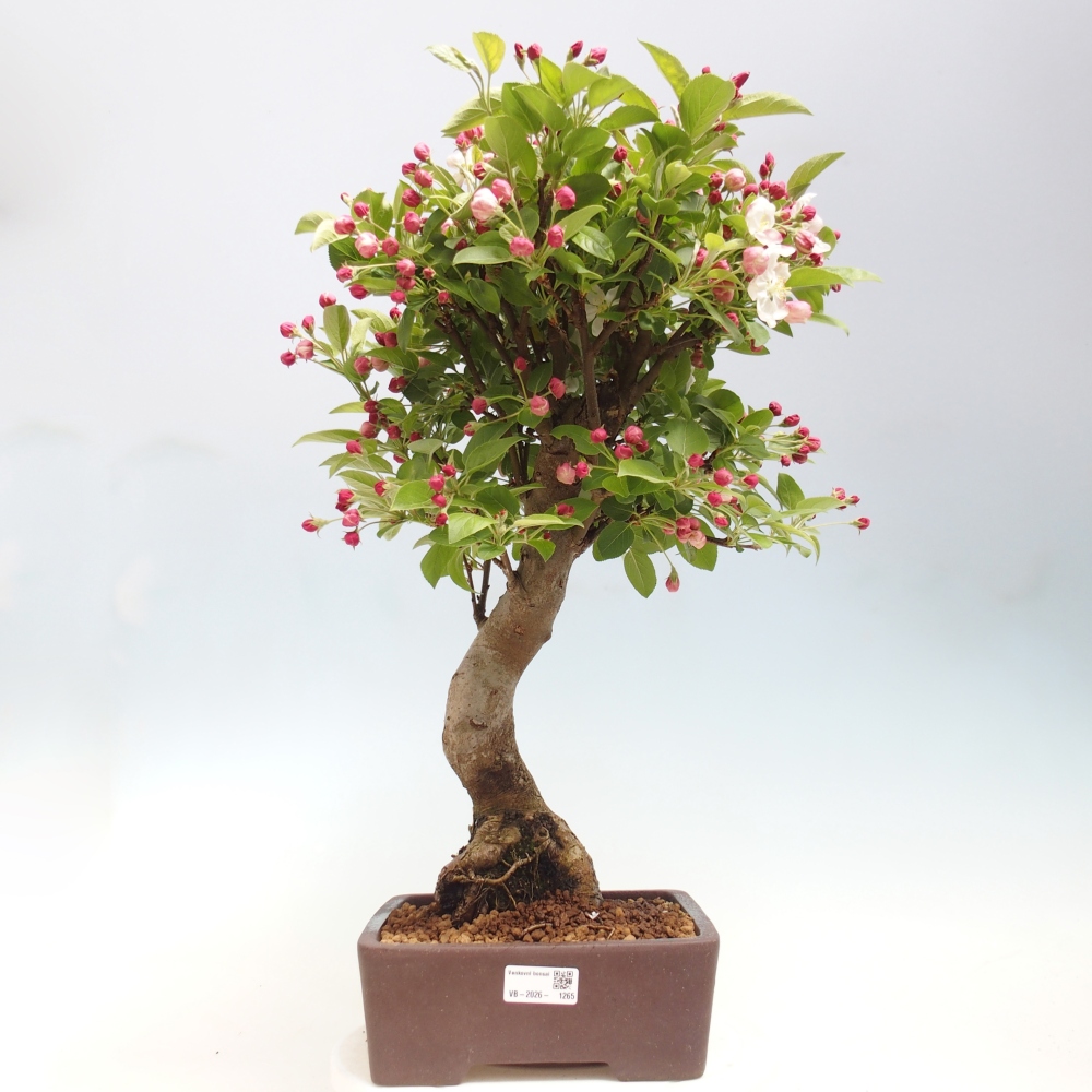 Venkovní bonsai -Malus halliana - Maloplodá jabloň