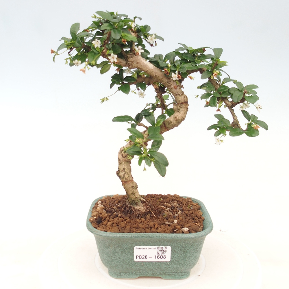 Pokojová bonsai - Carmona macrophylla - Čaj fuki