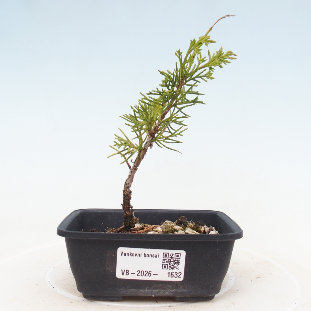 Venkovní bonsai - Juniperus chinensis Itoigawa -Jalovec čínský